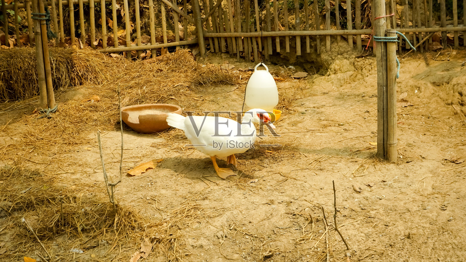 乡村农场的鸭子照片摄影图片