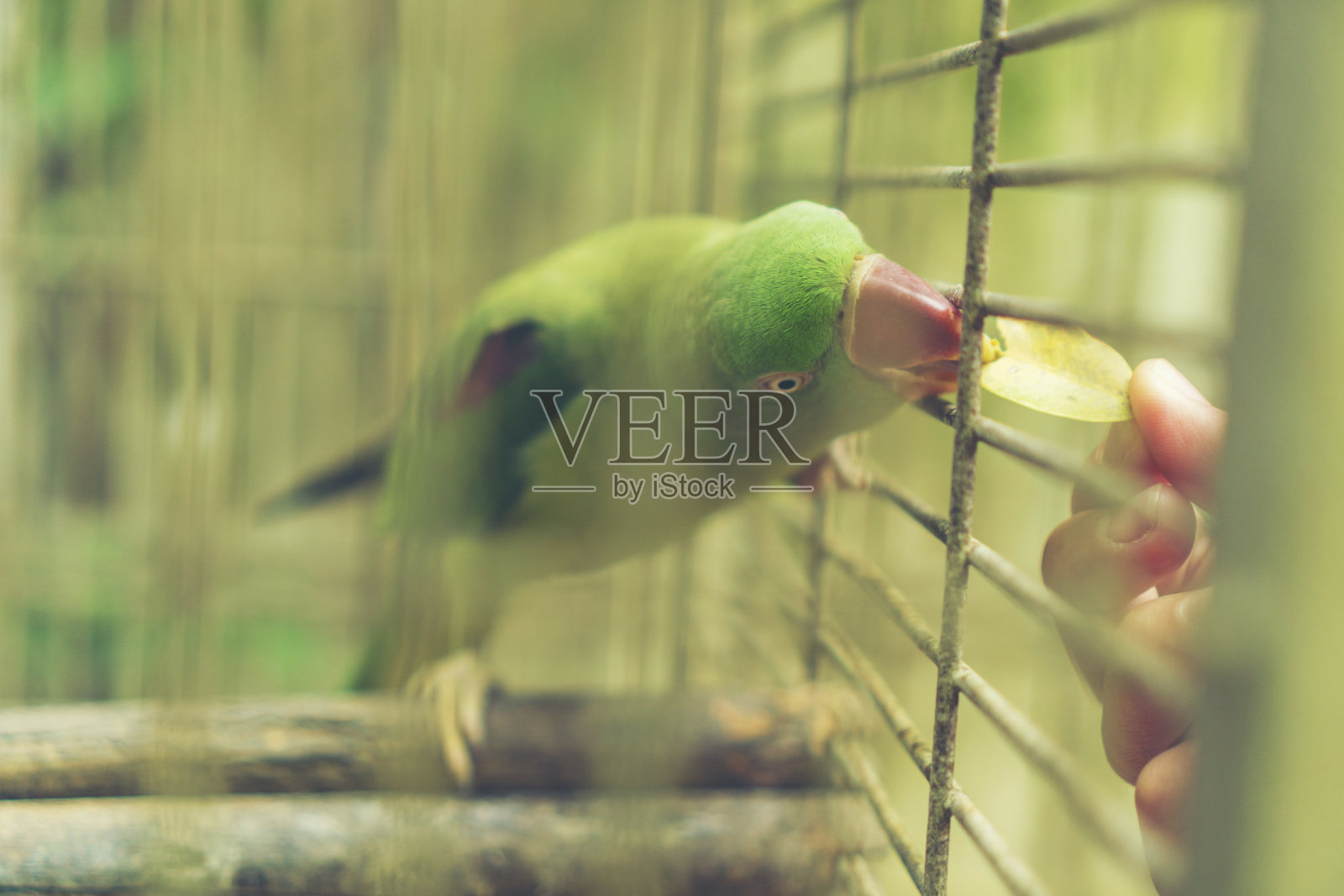 笼子里的绿色鹦鹉照片摄影图片
