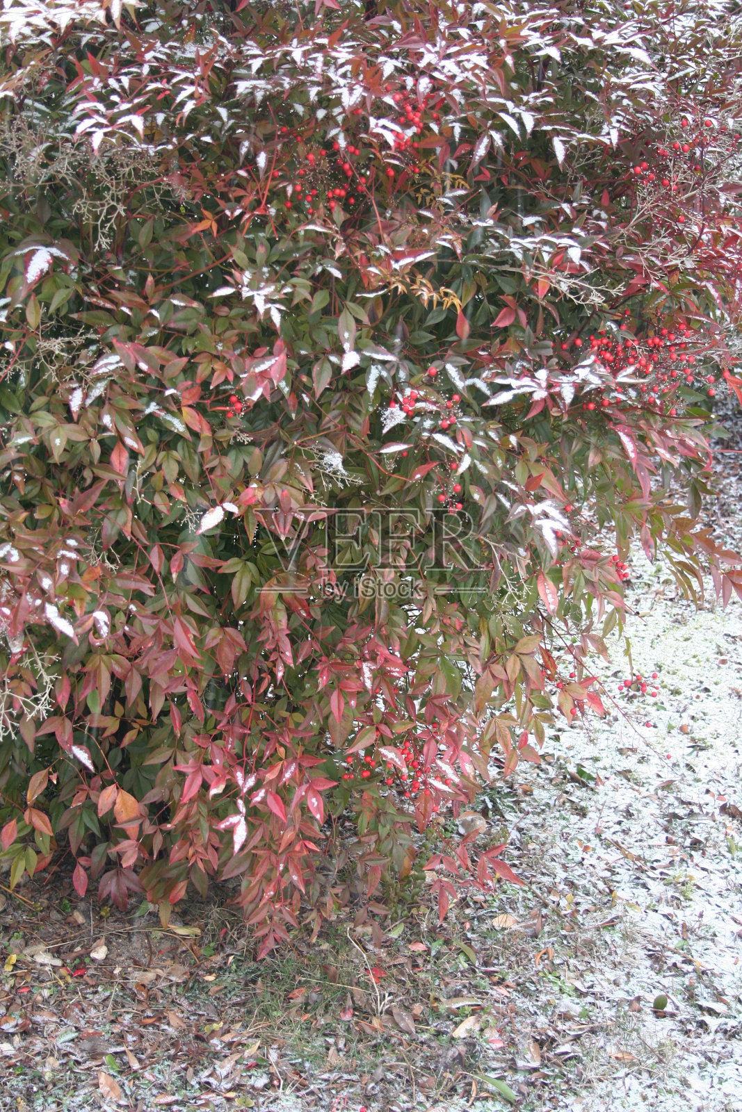 白雪覆盖的红浆果天竹。照片摄影图片