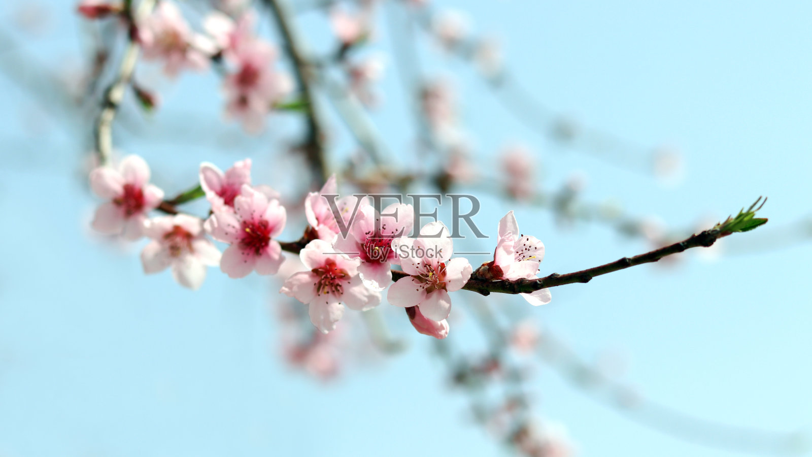桃花在温暖的春天盛开。照片摄影图片