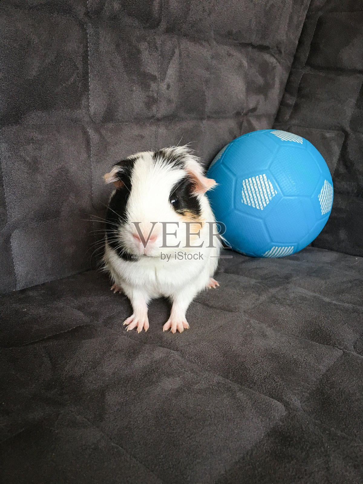 可爱的豚鼠和他的足球玩具照片摄影图片