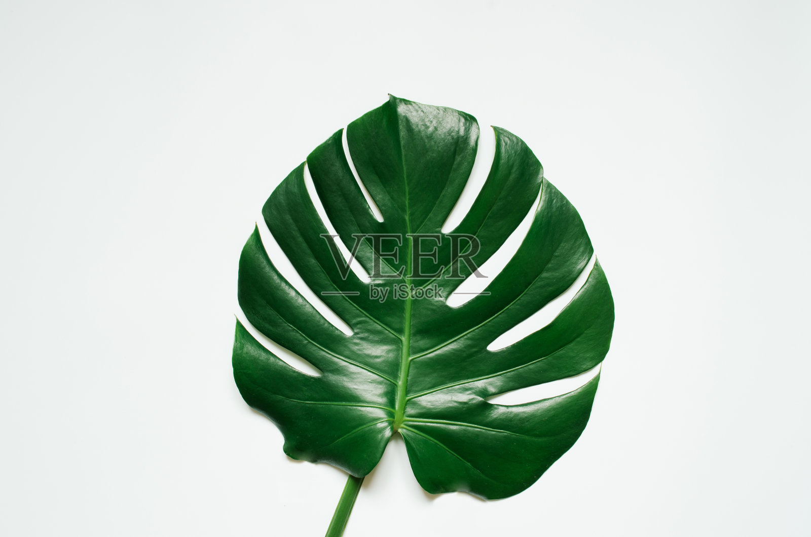 白色背景上的绿色怪兽热带树叶。照片摄影图片