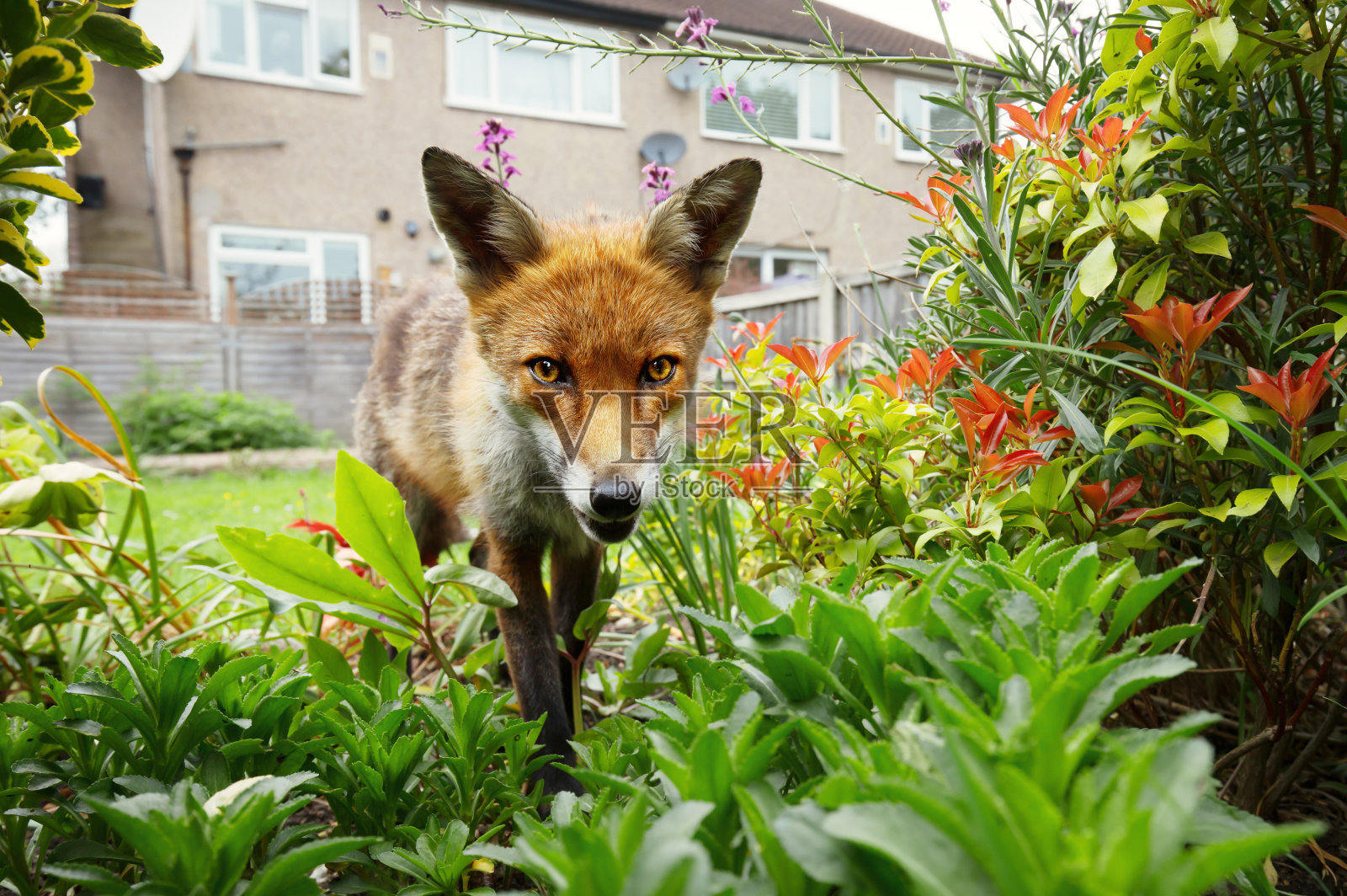 红狐狸站在房子附近的花园里，开着花照片摄影图片