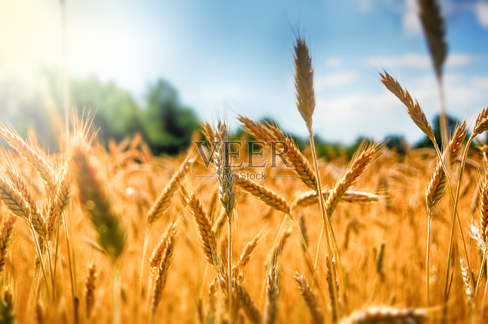 小麦在夏天照片摄影图片