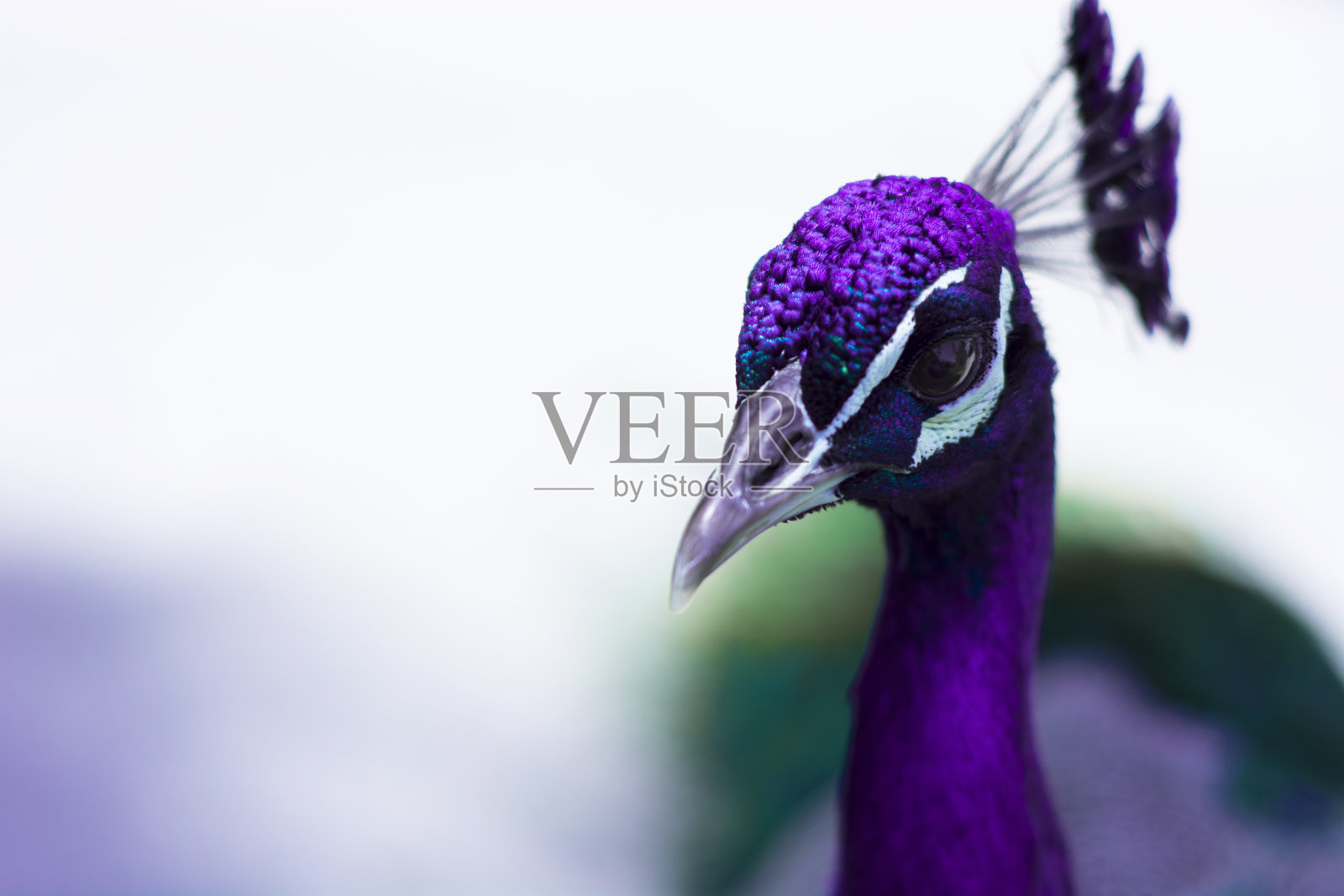 紫色的孔雀照片摄影图片