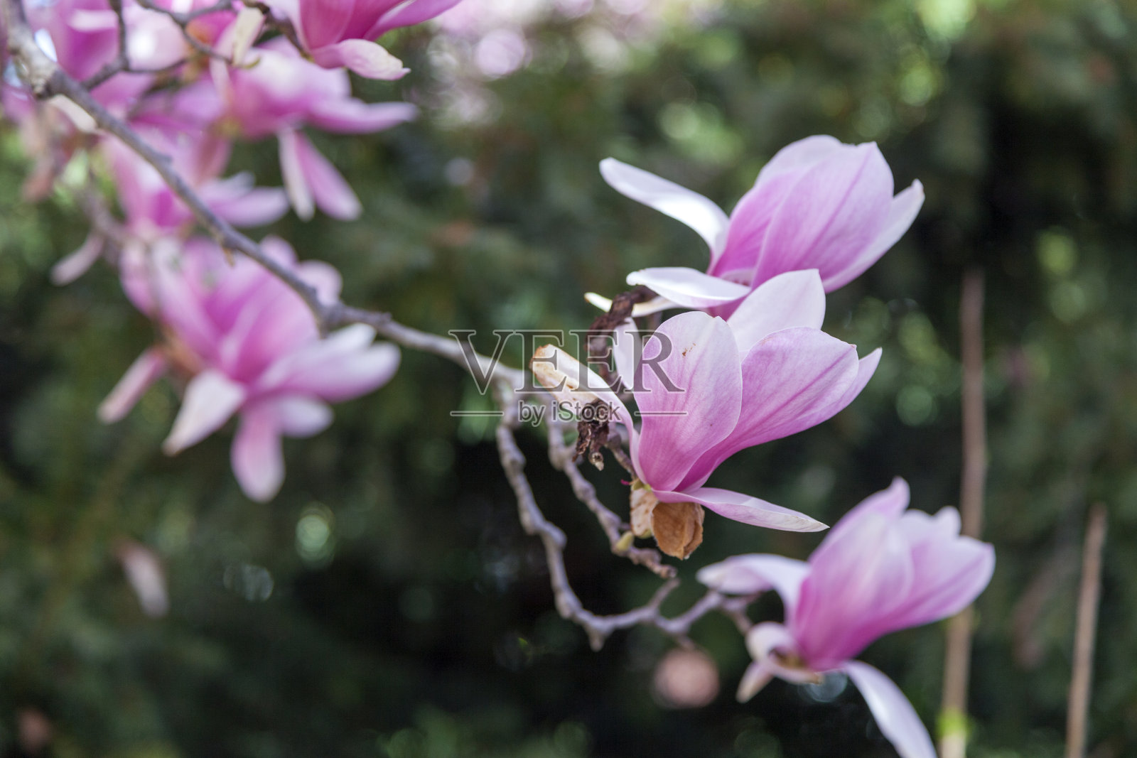 春天开花的树照片摄影图片