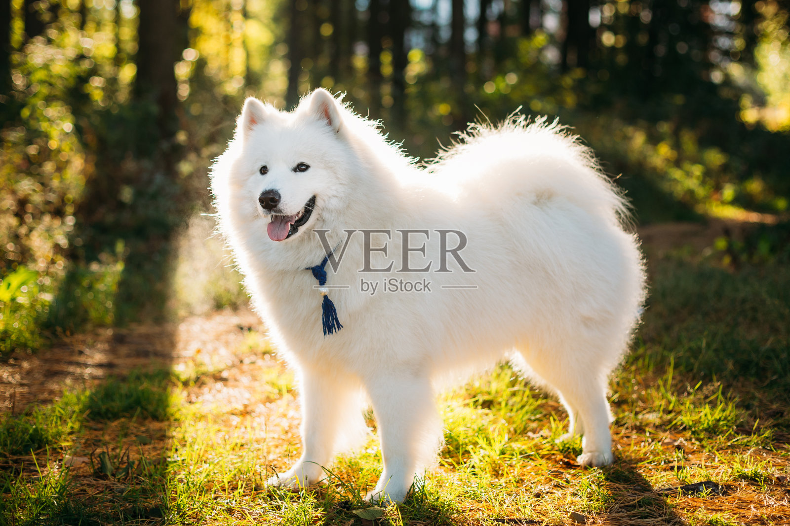 快乐的白色萨摩耶狗户外公园照片摄影图片