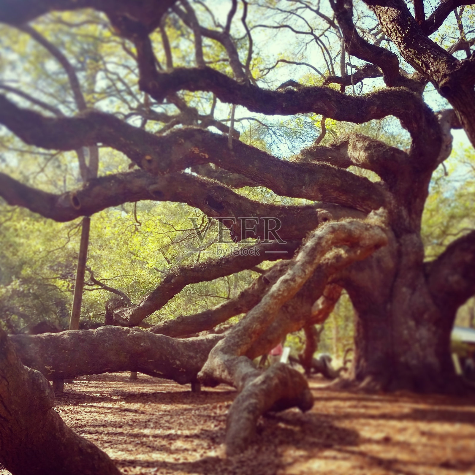 南卡罗来纳州查尔斯顿的天使橡树照片摄影图片