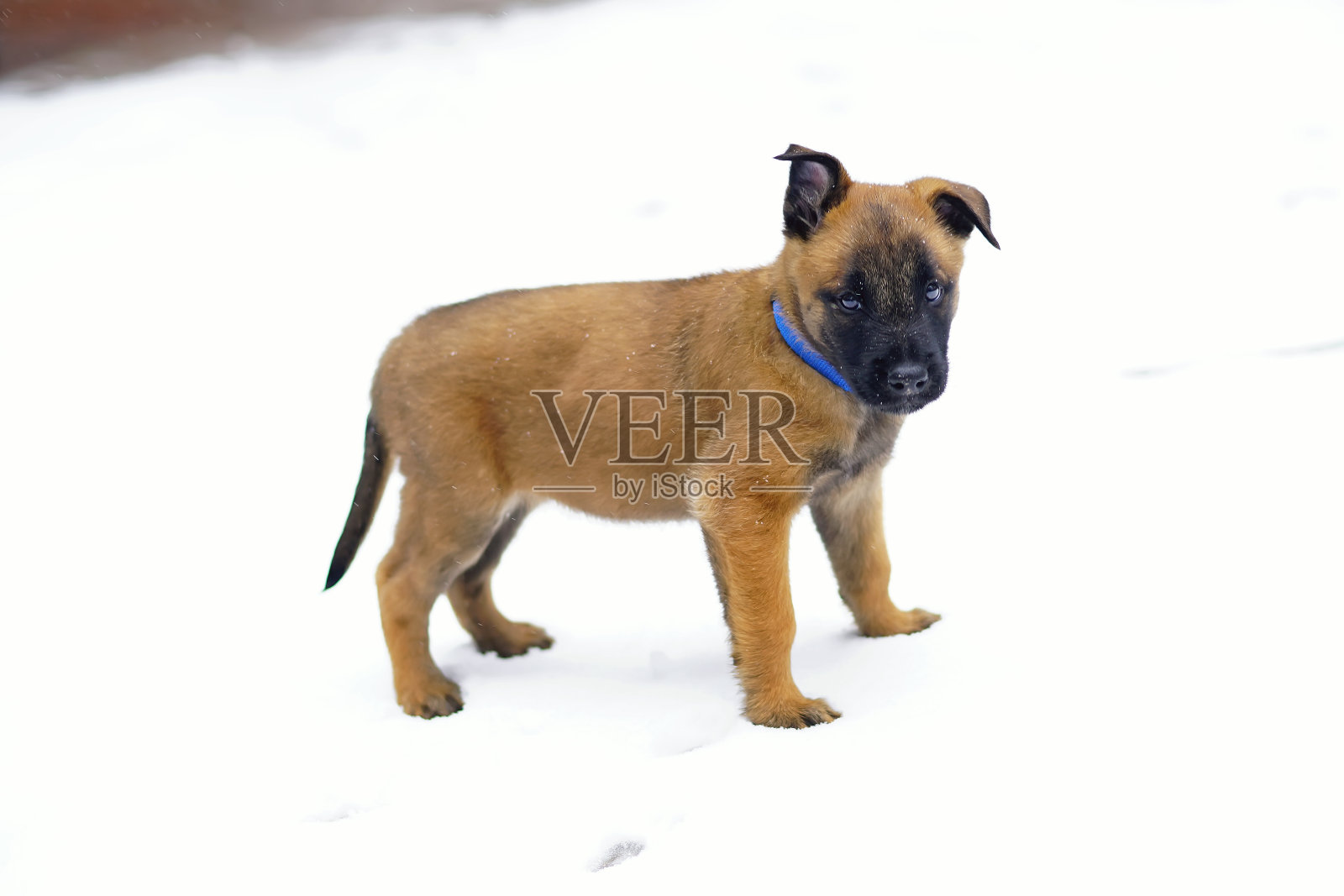 比利时牧羊犬马利诺犬小狗，戴着一个蓝领，在冬天呆在户外雪地上照片摄影图片