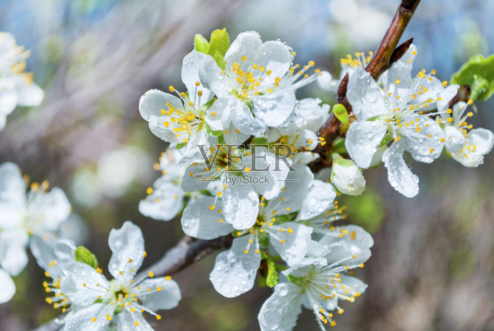 在大自然的春天，苹果花与水滴花照片摄影图片