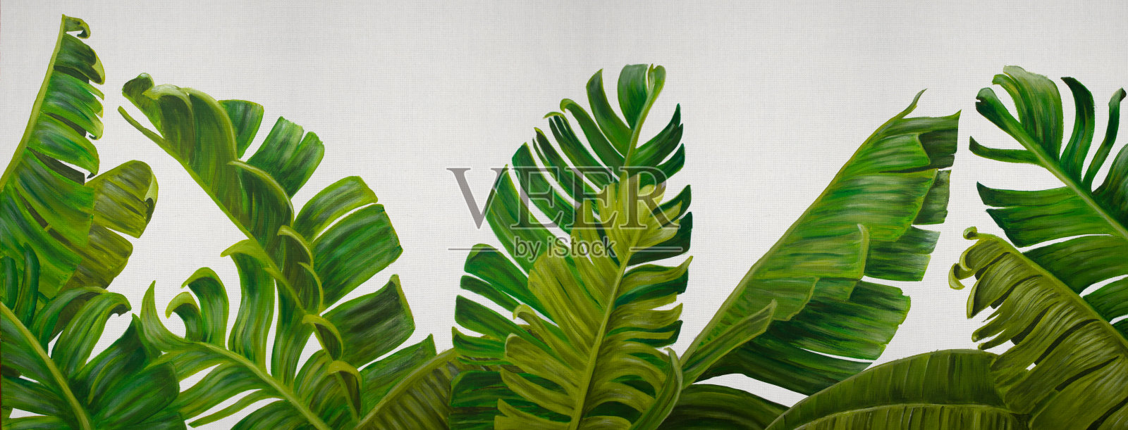 异国情调的热带芭蕉叶。手绘丙烯画在白色的背景。照片摄影图片