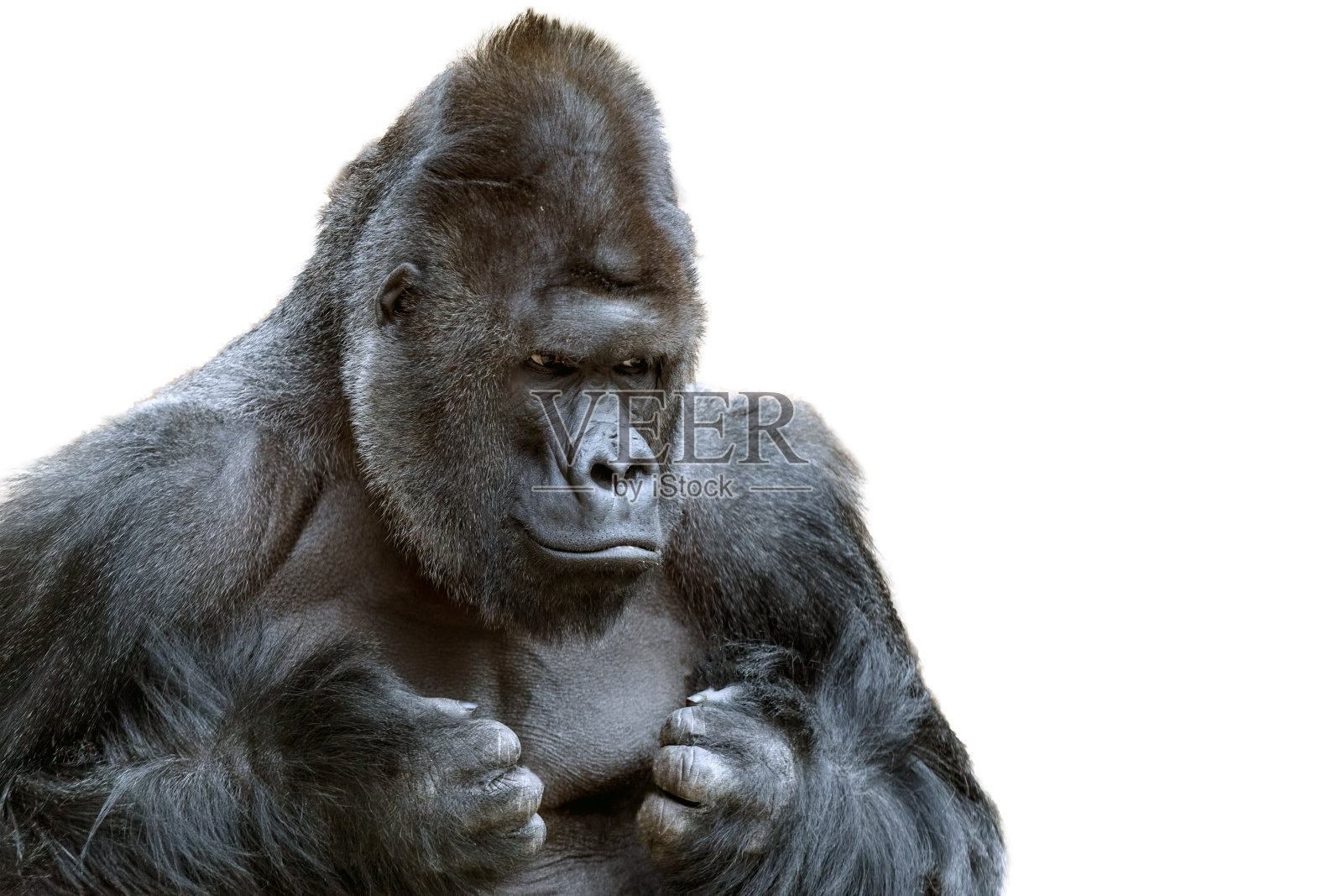 一个性情乖戾的孤立大猩猩的肖像照片摄影图片