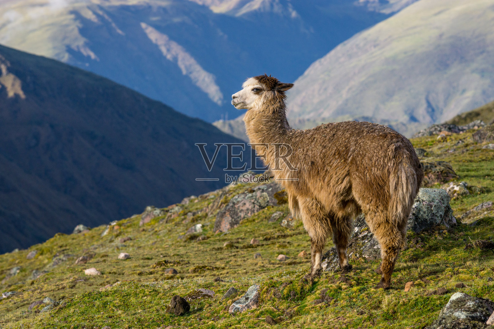秘鲁山区的羊驼照片摄影图片
