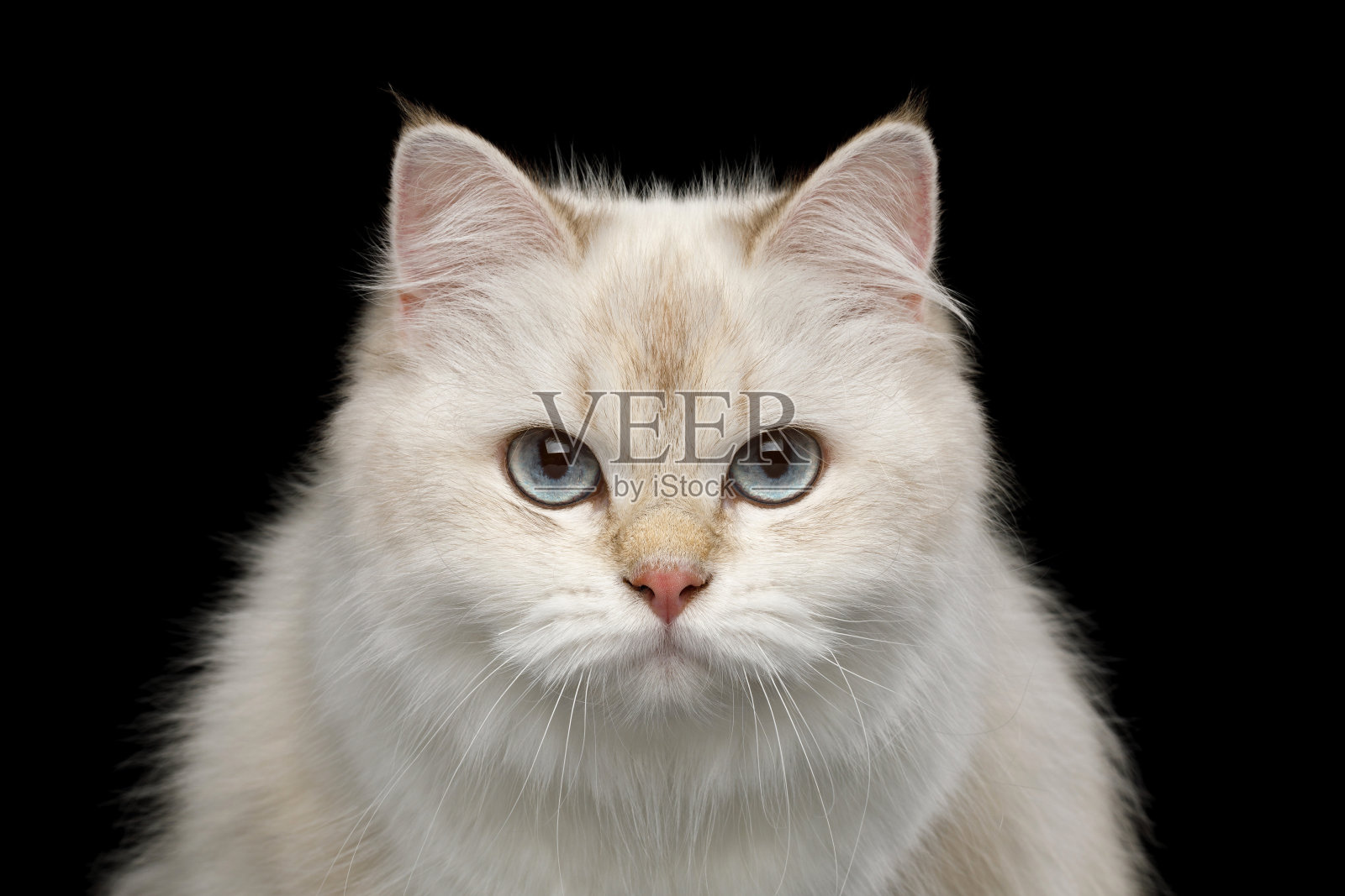 可爱的英国猫与蓝色眼睛在孤立的黑色背景照片摄影图片