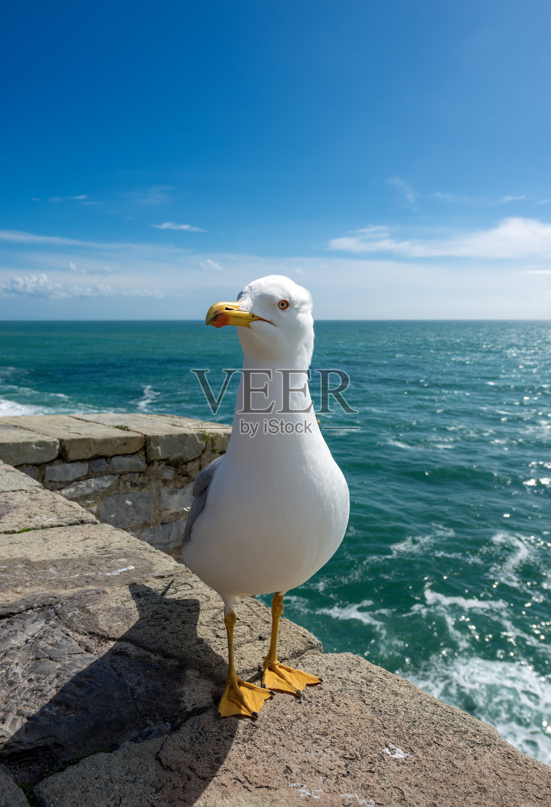 悬崖上的海鸥——意大利利古里亚照片摄影图片