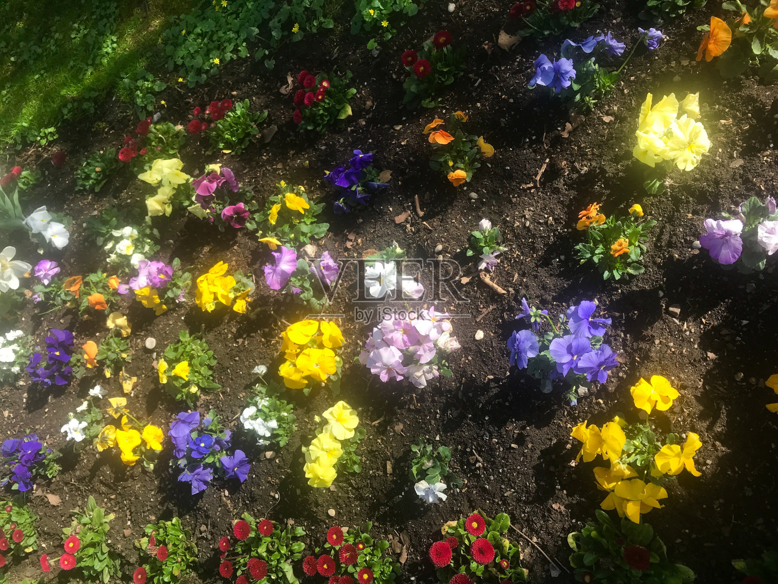 花坛上盛开的春花照片摄影图片