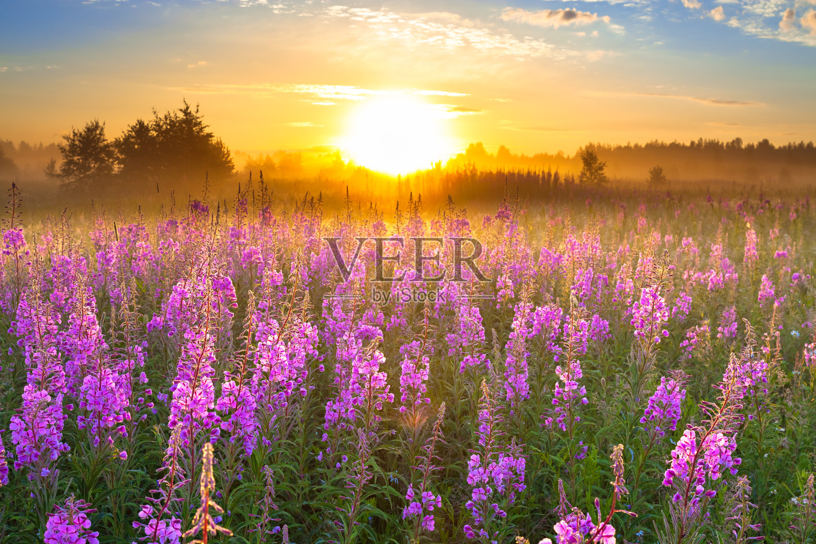 景观与日出和盛开的草地紫色的花照片摄影图片