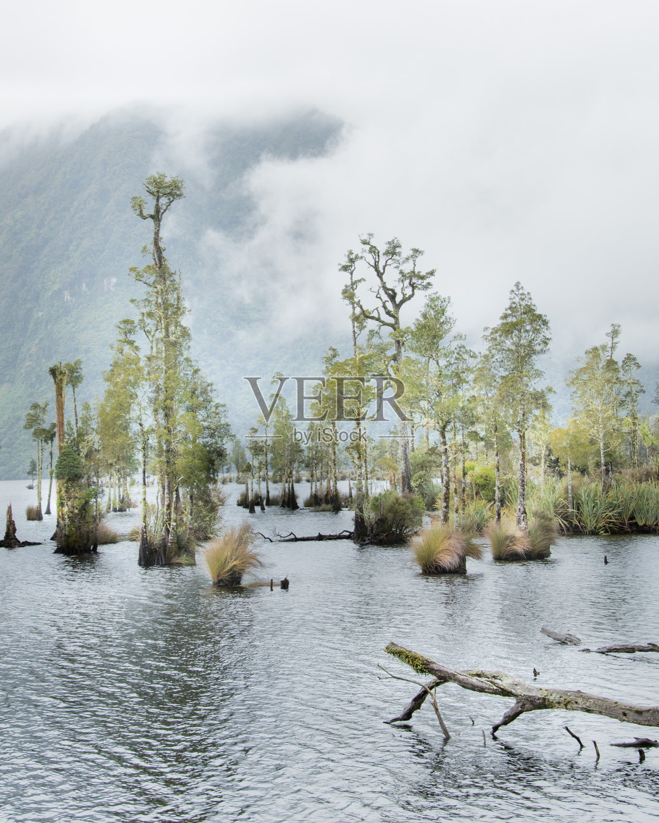 新西兰南岛湖上的树木照片摄影图片