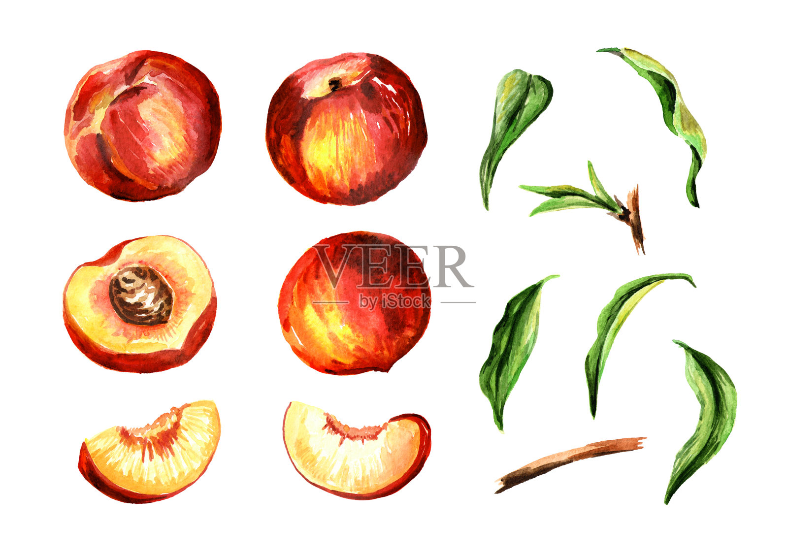 整个和切桃子果实和叶集。水彩手绘插图，孤立的白色背景插画图片素材