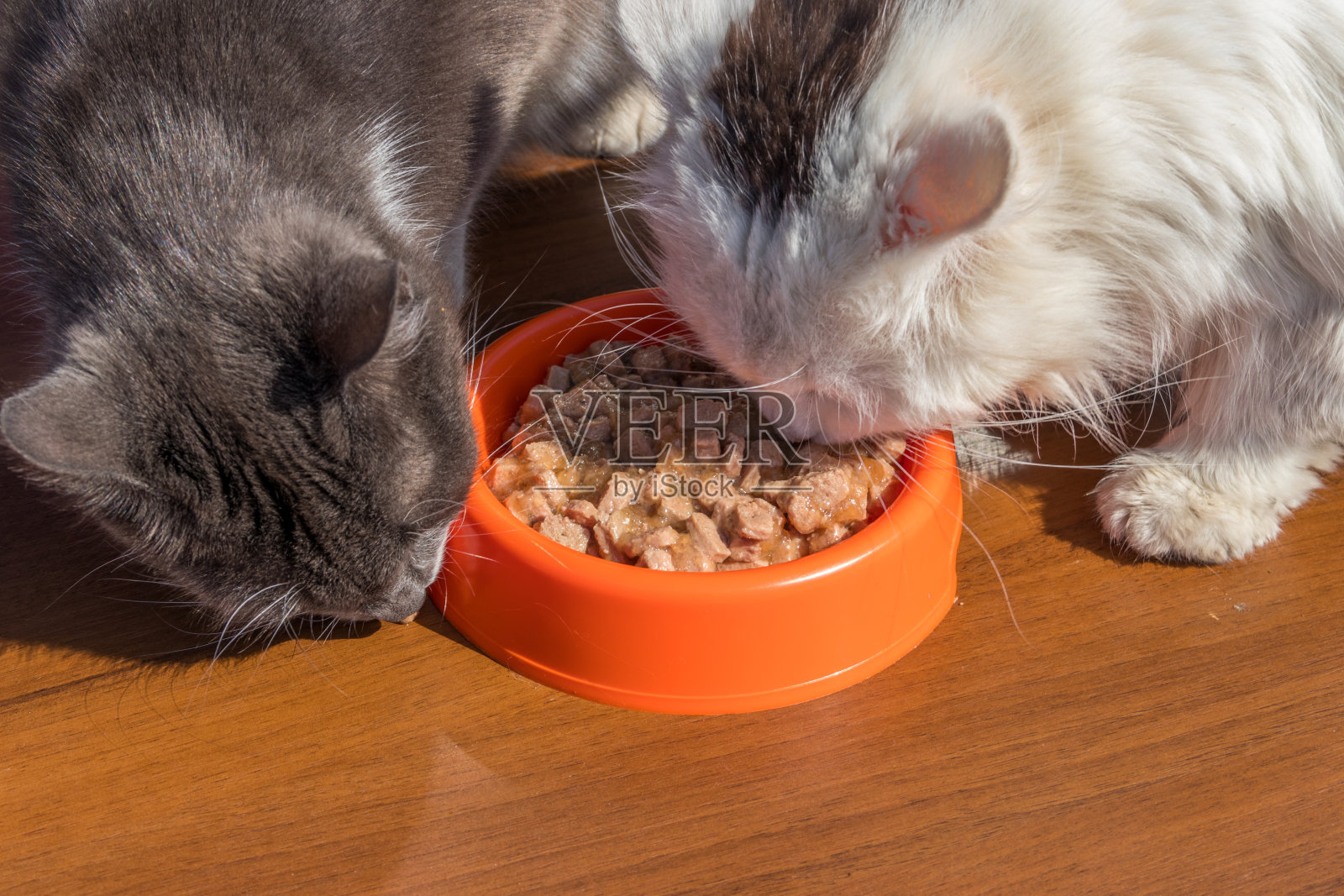 可爱的猫从橙色的塑料碗里吃食物照片摄影图片