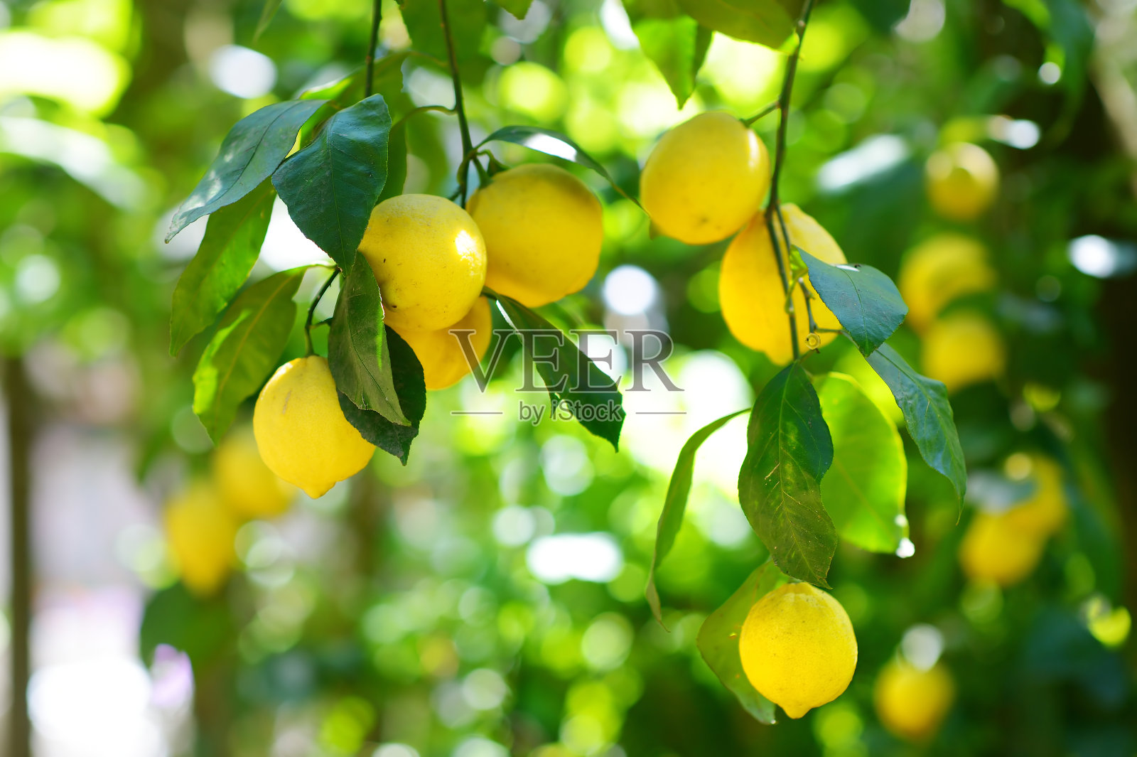 一串新鲜成熟的柠檬在柠檬树枝上照片摄影图片