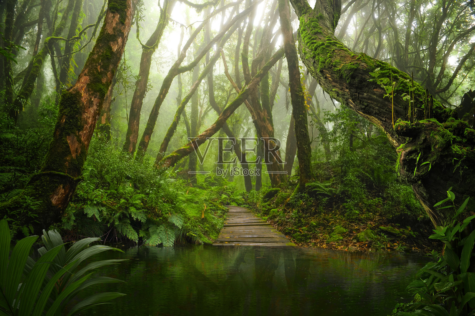 亚洲热带雨林照片摄影图片