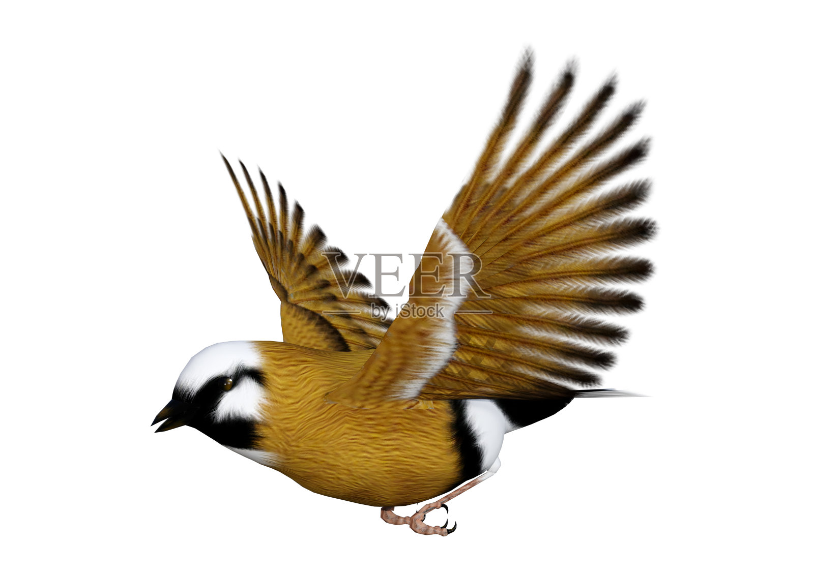 3D渲染帕森斯雀鸟在白色照片摄影图片