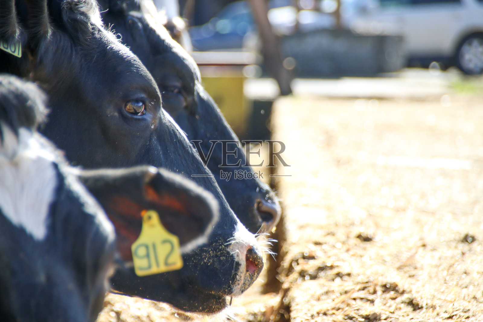 吃草的奶牛照片摄影图片