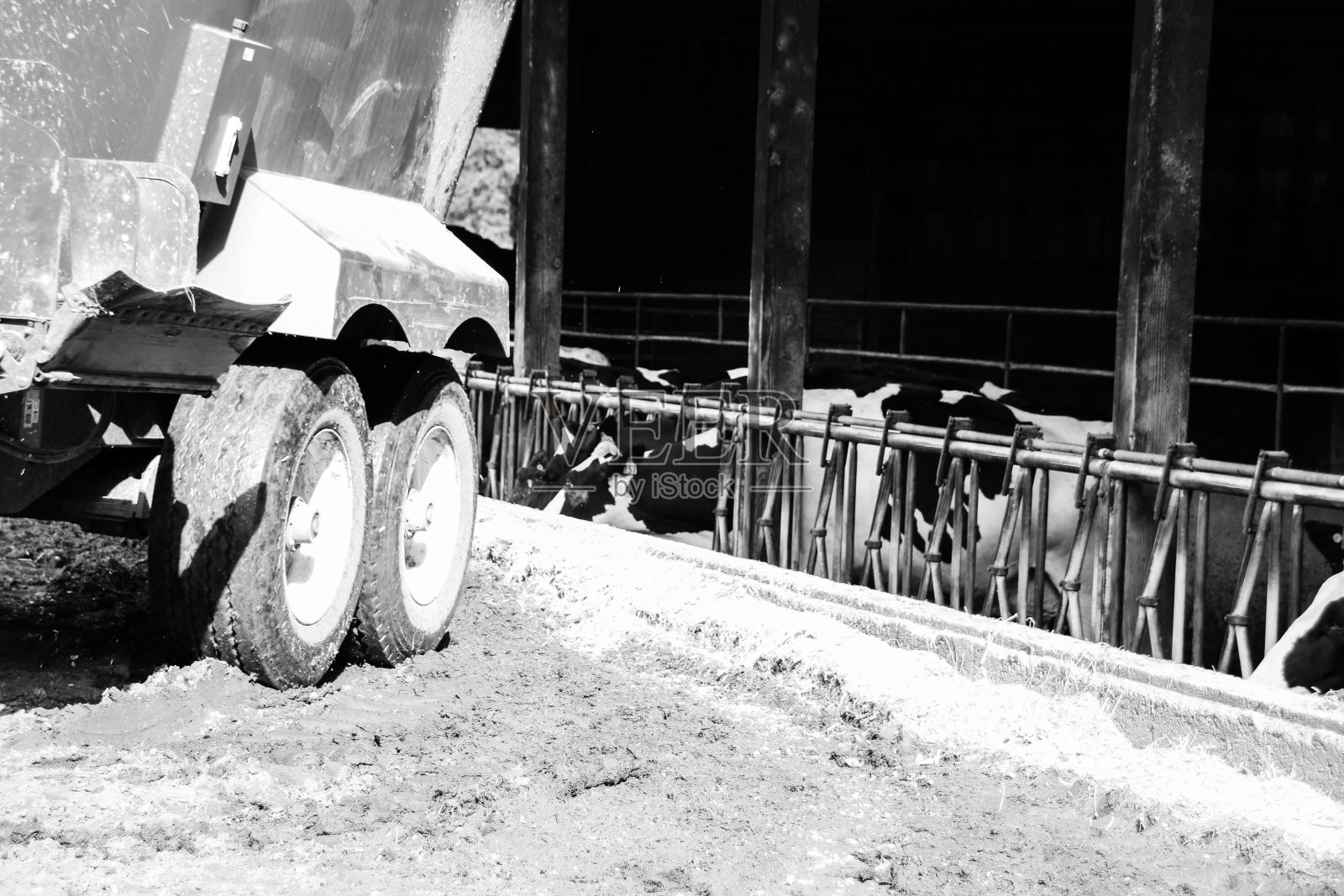 农业和奶牛照片摄影图片