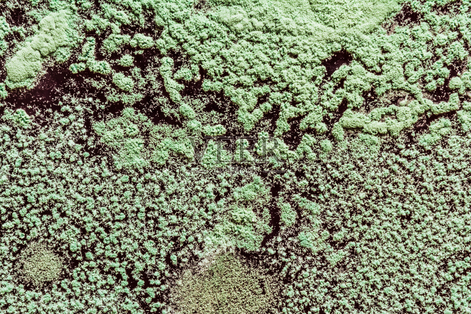 食物上绿霉菌的生长，真菌的传播，近景抽象背景照片摄影图片