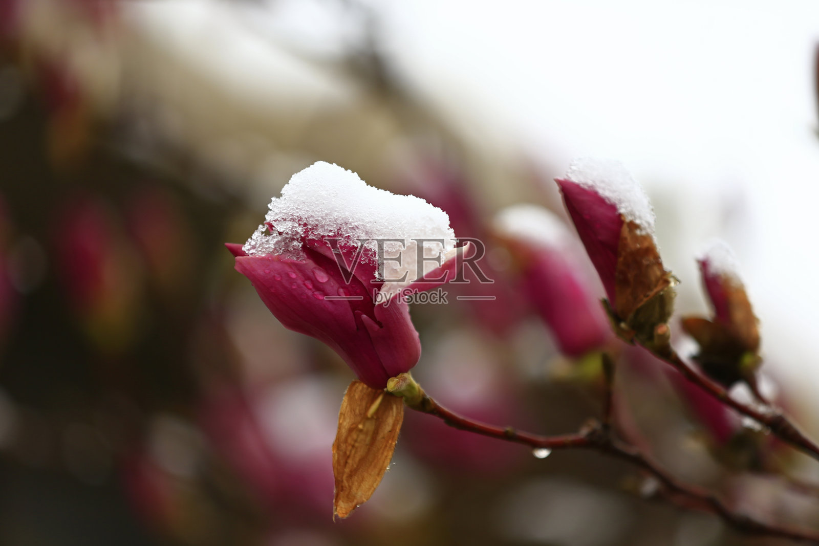 白玉兰花,景观照片摄影图片