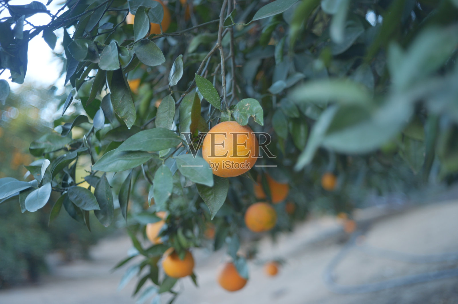 在阳光的照射下，橘树上的鲜橙色海军脐橙照片摄影图片