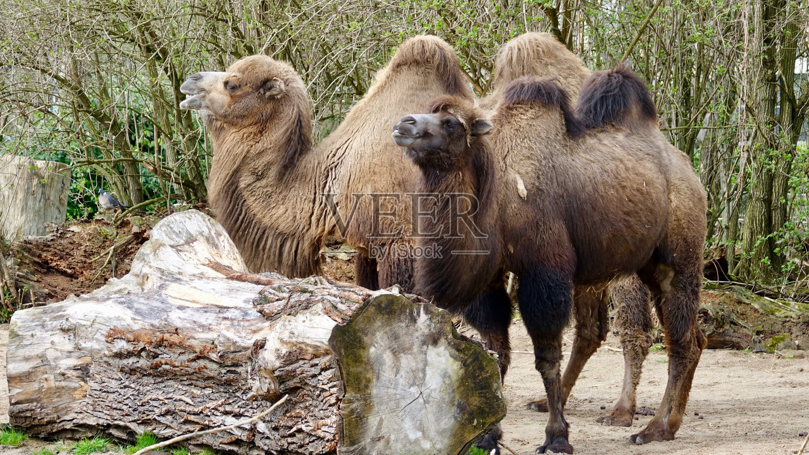 骆驼,双峰驼照片摄影图片