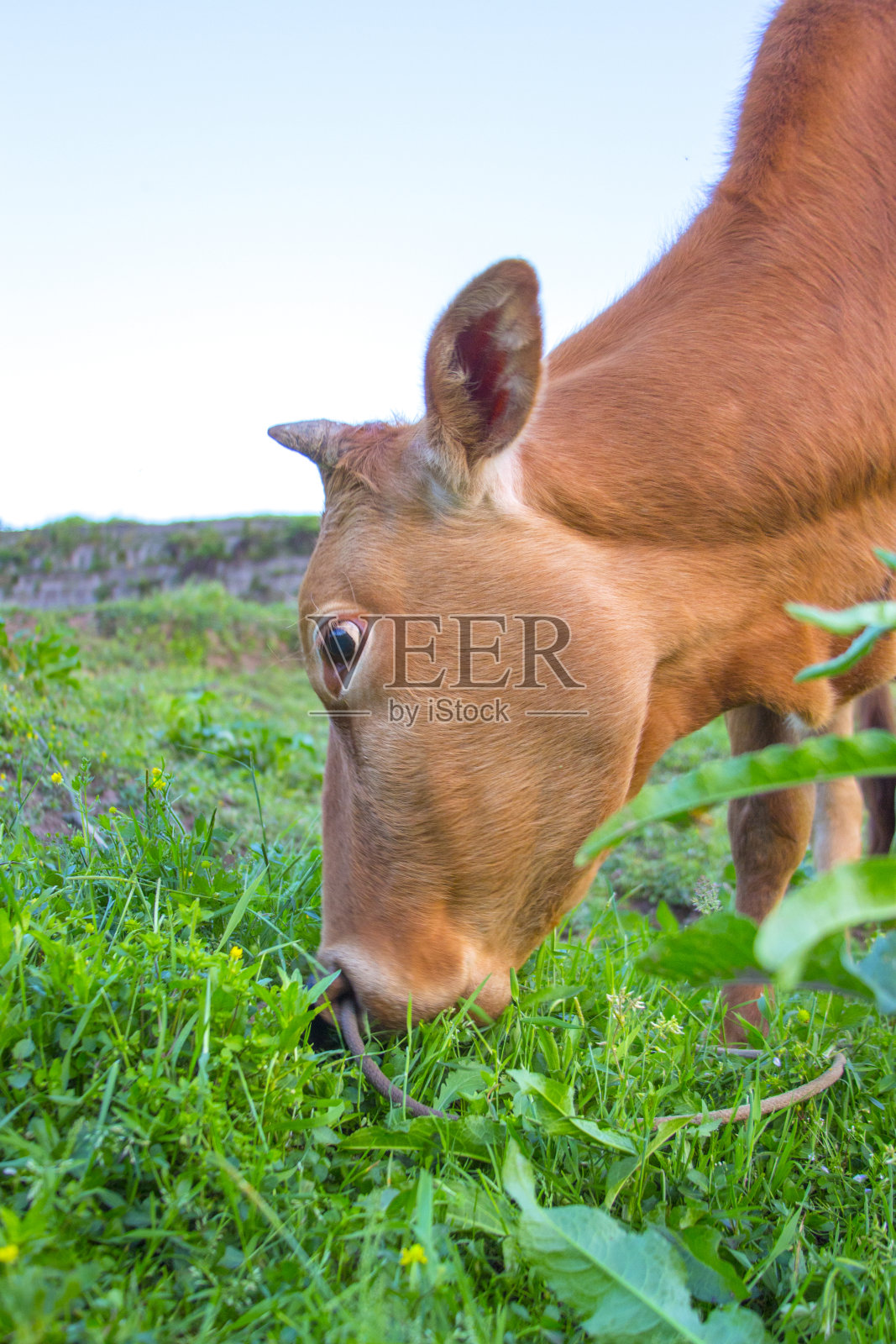 吃草的牛照片摄影图片