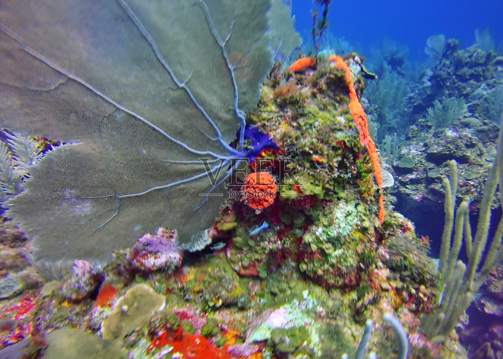 彩色的珊瑚和珊瑚礁上的海扇照片摄影图片