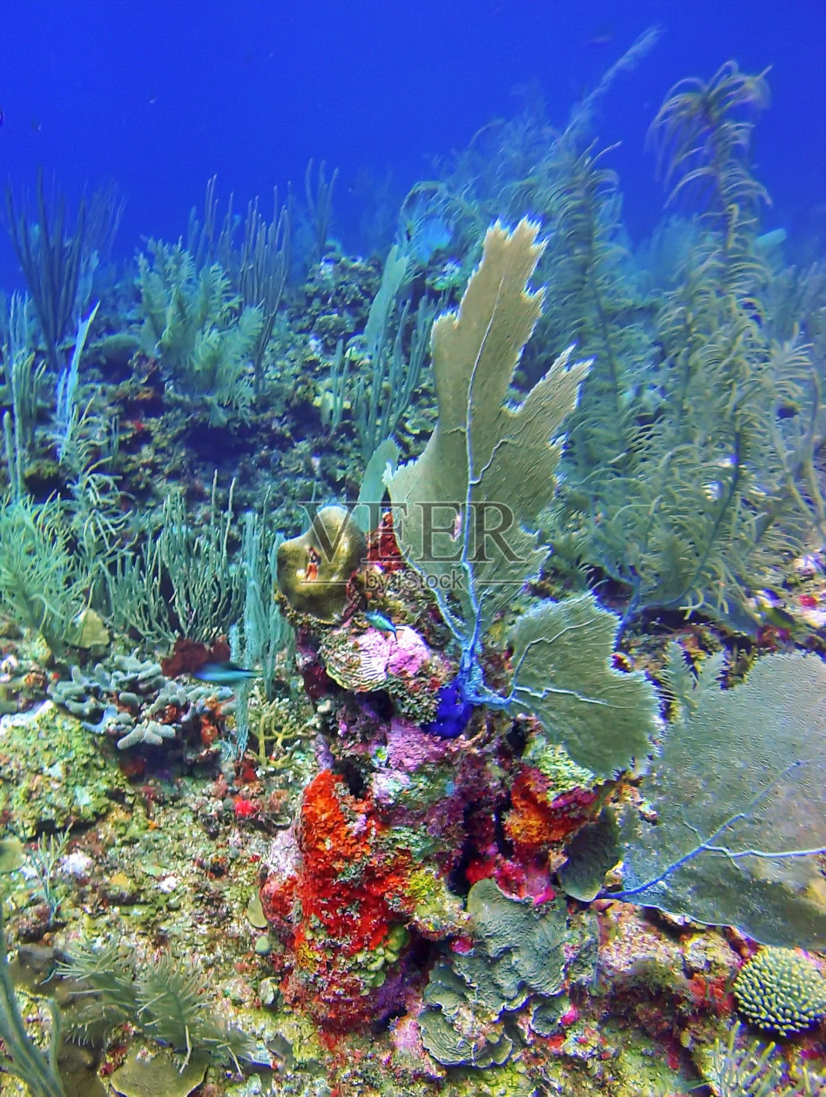 彩色的珊瑚和珊瑚礁上的海扇照片摄影图片