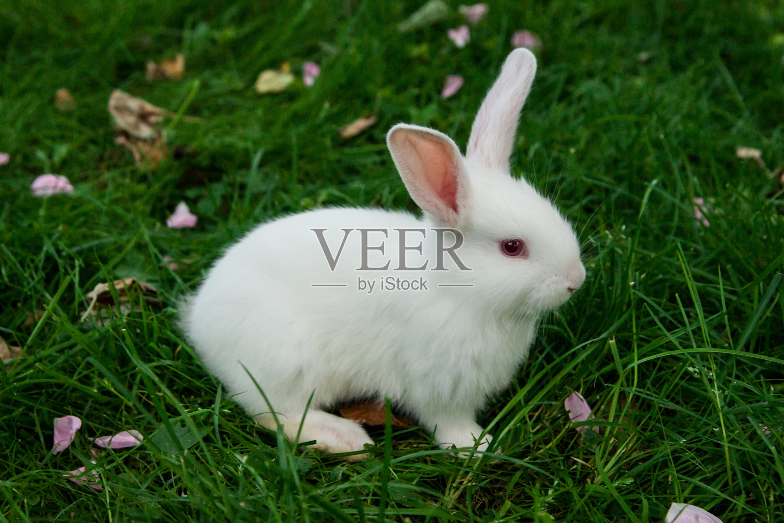 小白兔坐在绿色的草地上照片摄影图片