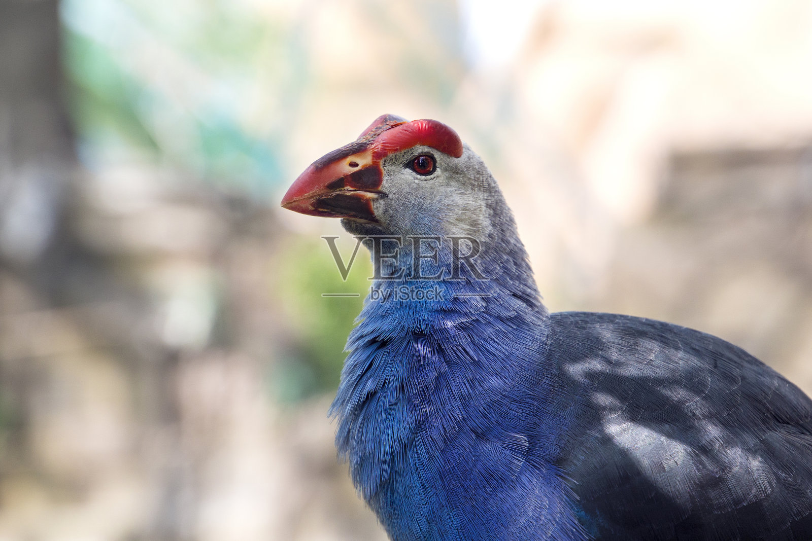 蓝色羽毛的紫色沼泽鸟(背景是池塘)照片摄影图片