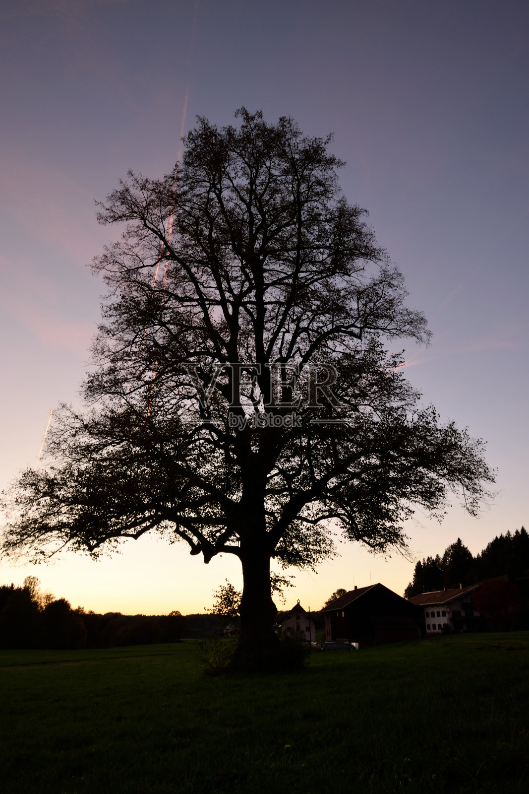 德国巴伐利亚，一棵巨大的酸橙树(Tilia cordata)，日落后的傍晚照片摄影图片