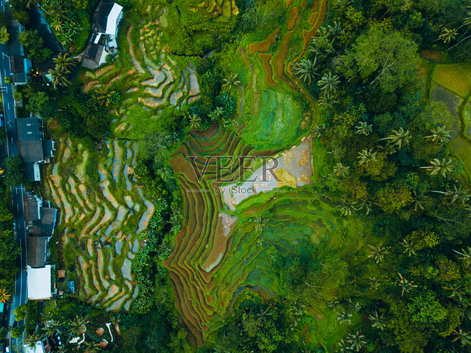 俯视图或航拍新鲜的绿色和黄色的稻田。照片摄影图片