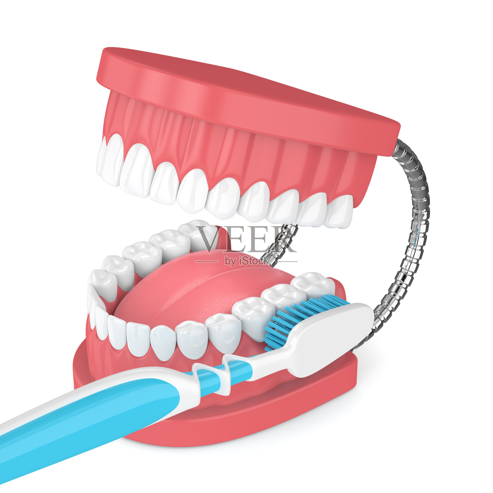 颚模型的3d渲染与牙刷在白色照片摄影图片