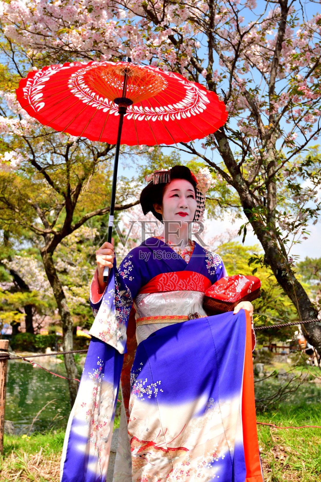 日本妇女在樱花下站在宫子的服装，京都照片摄影图片