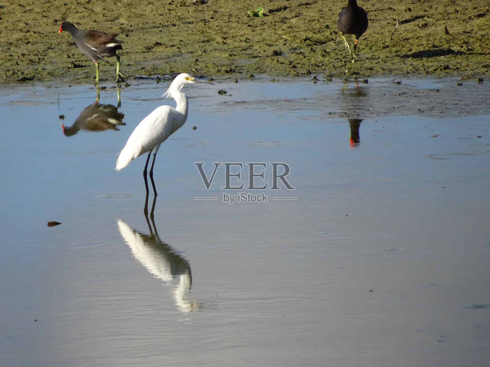 大型白色沼泽鸟照片摄影图片