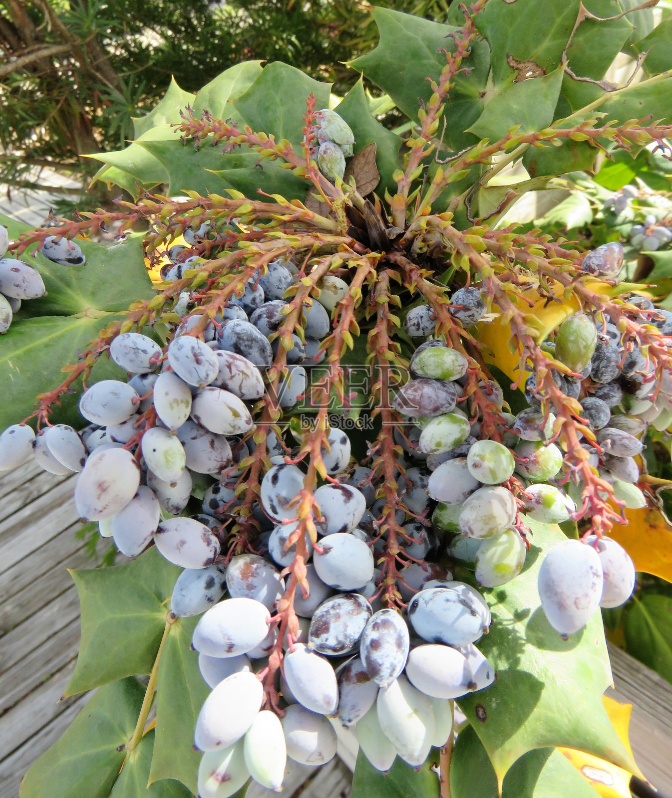 葡萄-冬青或马霍尼亚浆果照片摄影图片