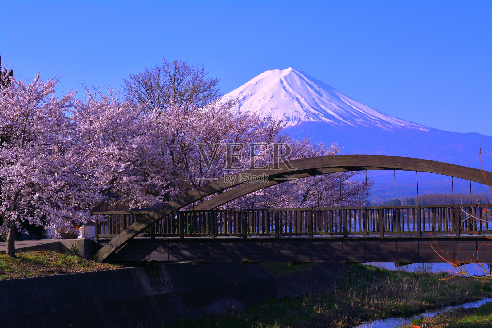 日本川口湖北岸的樱花和富士山。2018/04/10照片摄影图片