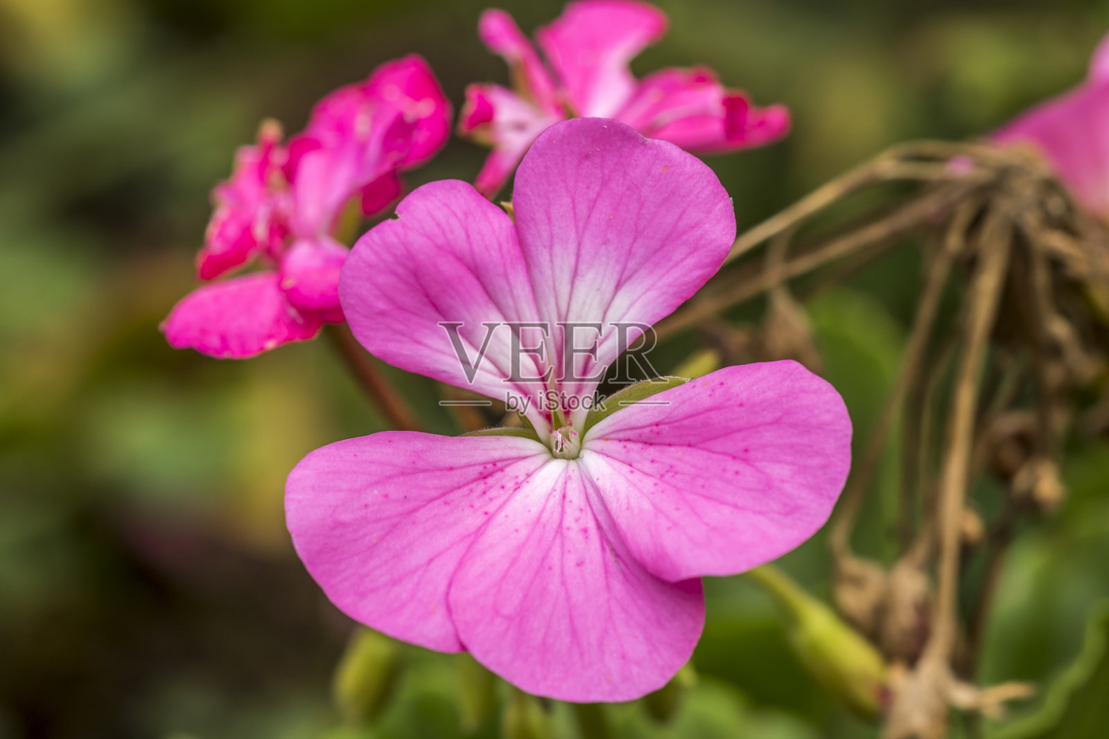 粉红色的花朵照片摄影图片