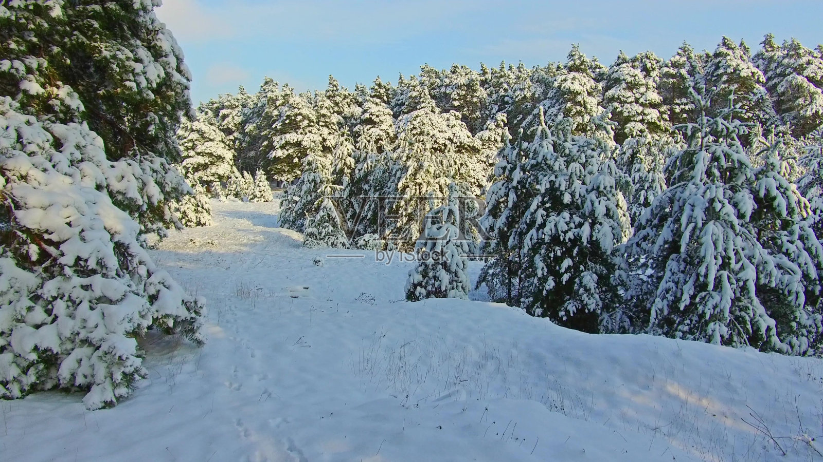 冬日森林和太阳的稳定器拍摄。圣诞树是户外美丽的自然景观照片摄影图片