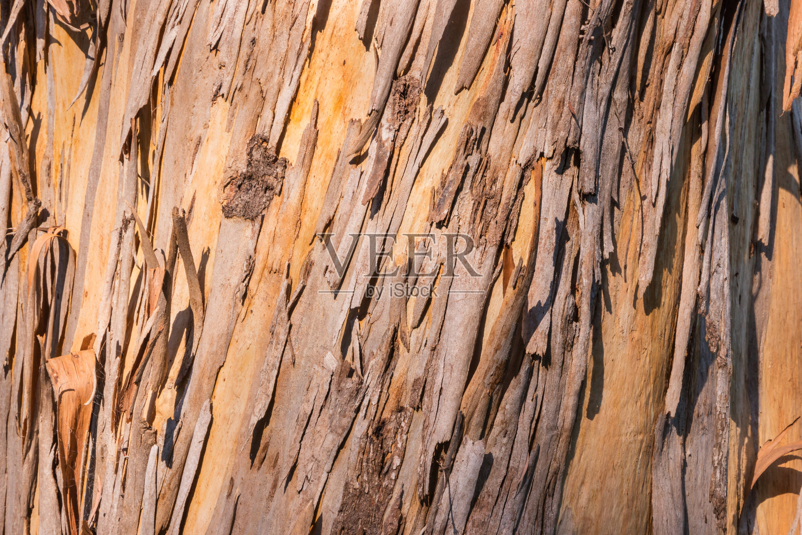 阳光下剥桉树皮照片摄影图片