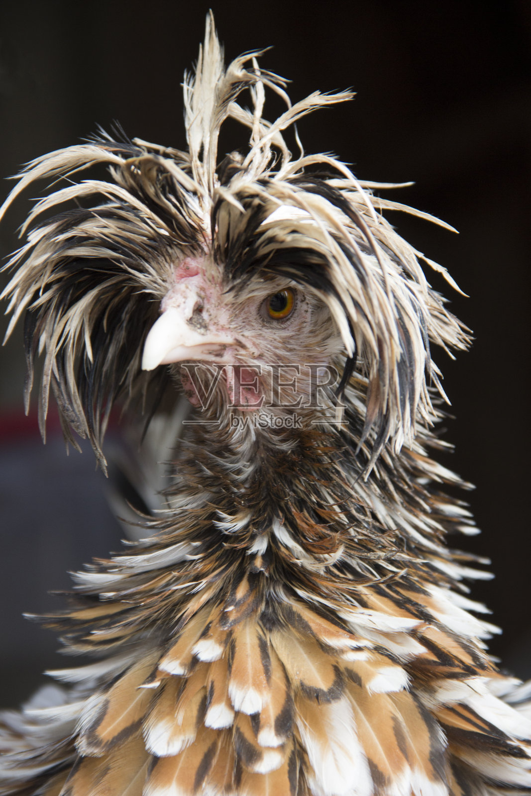 托尔邦特波兰卷发母鸡的坏发型日照片摄影图片