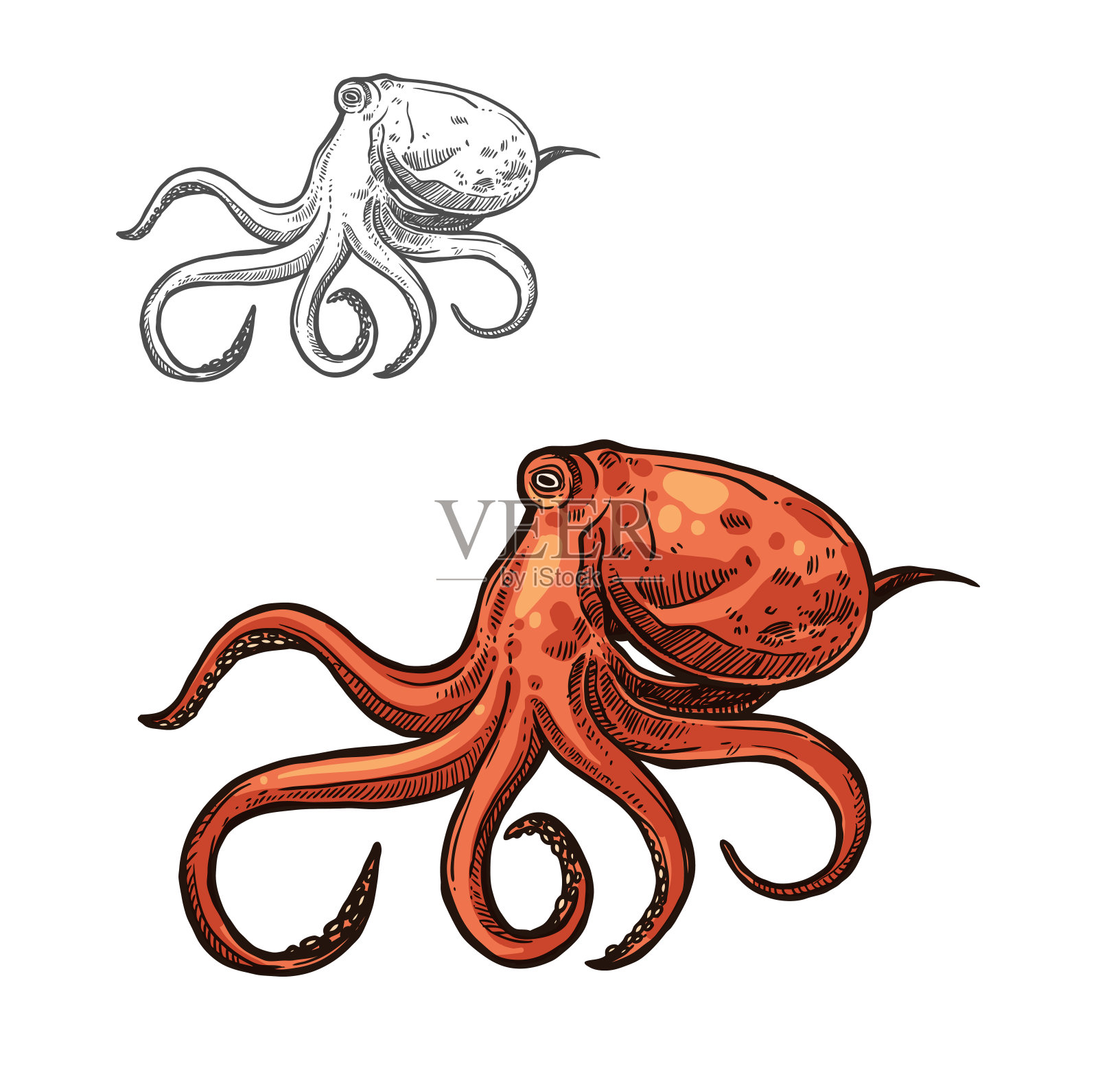 章鱼海洋动物素描的红色海洋软体动物插画图片素材